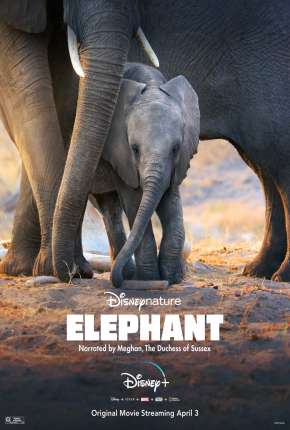 Elefante - Legendado  Download - Rede Torrent