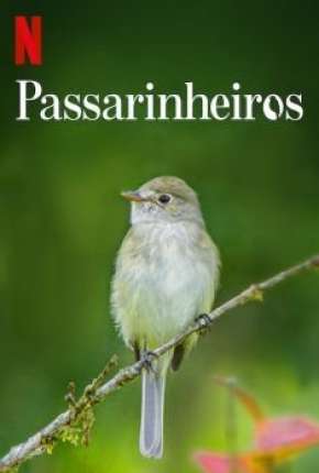 Passarinheiros - Birders via Torrent