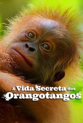 A Vida Secreta dos Orangotangos via Torrent